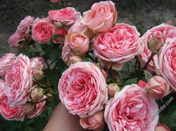 соцветие розовой