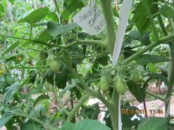 Monster tomato