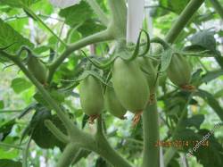 Monster tomato