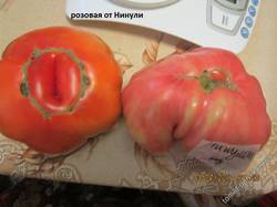 помидорки от Нинули