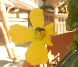 Странное у этой пчелы желтое брюшко, наверное и не пчела это..