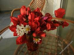 23 февраля. Анемоны