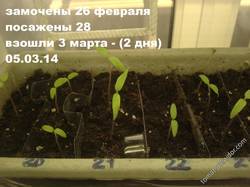 помидоры от 28 февраля