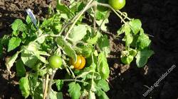 20 мая первые помидоры побурели