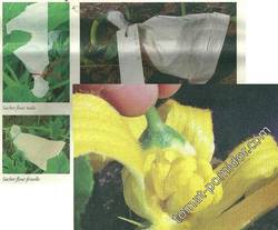 Фото из статьи о ручном опылении тыкв