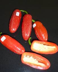 Jalapeno Senorita