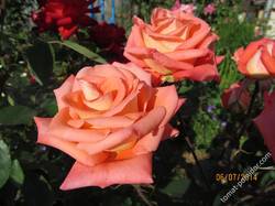 Роза оранж-роз