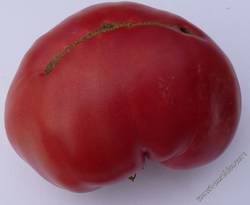 томаты 2012 года