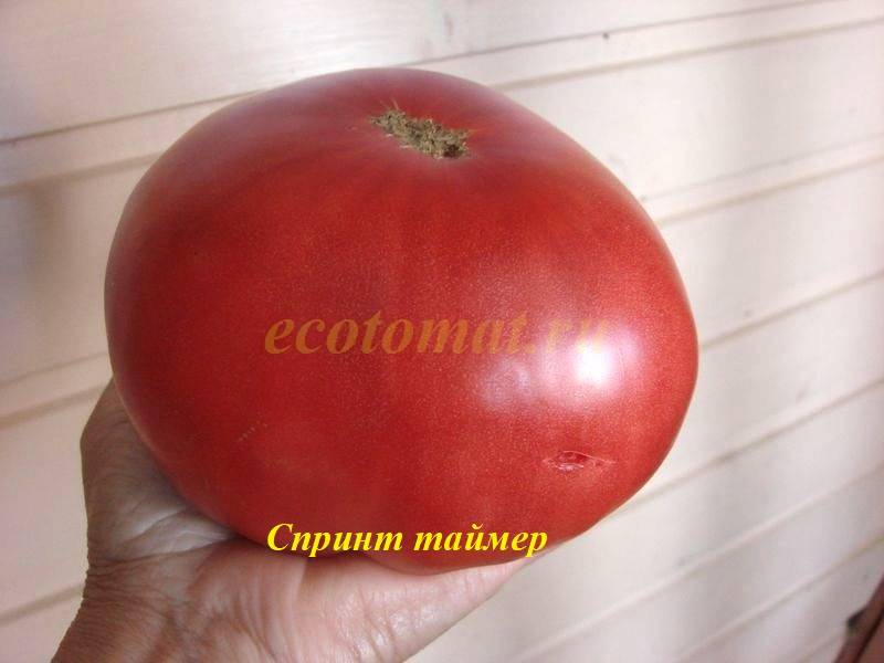 Спринт-таймер - С — сорта томатов - tomat-pomidor.com - отзывы на форуме