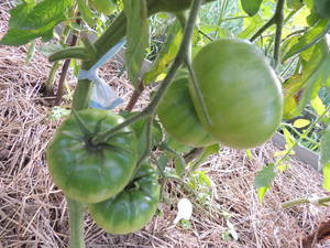 Кот Тимофей.jpg