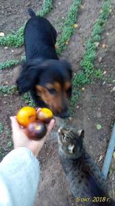 га20181006_162515_p.jpg