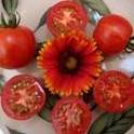 Бабушкина радость - Б — сорта томатов - tomat-pomidor.com - отзывы нафоруме