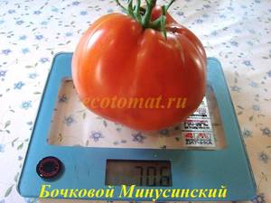 Бочковой Минусинский (5).JPG
