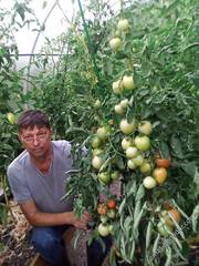 Как сохранить саженцы до посадки - Плодовый сад - tomat-pomidor.com - форум