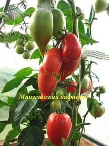 Минусинский кистевой (2).JPG