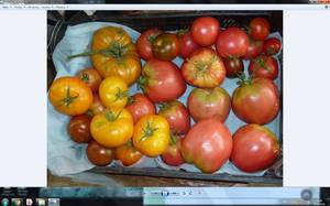 Мазарини в центре.jpg