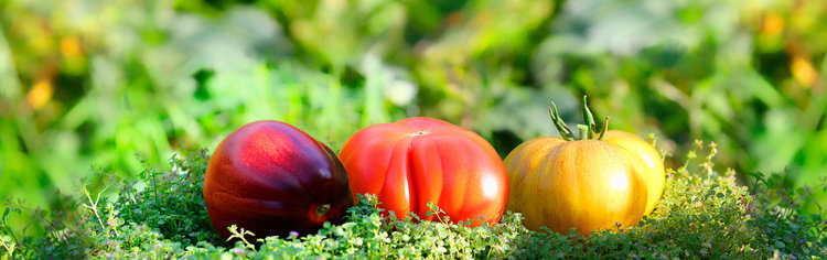 Цветы, томаты, бататы - tomat-pomidor.com