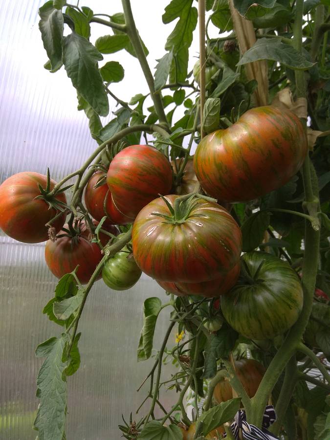 Kozula 24 (Козуля 24) - k — сорта томатов - tomat-pomidor.com - отзывы нафоруме