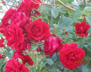 IMG_2962.JPG