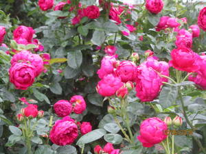 IMG_3085_1.JPG