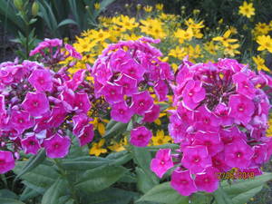 IMG_3138_1.JPG