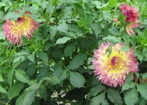 IMG_3311.JPG
