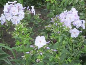 IMG_3325_1.JPG
