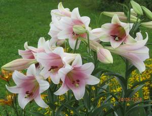 IMG_3415_1.JPG