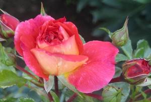 IMG_6808.JPG