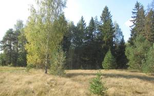 IMG_8568.JPG