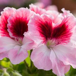 Pelargoniya-korolevskaya-Darling.jpg