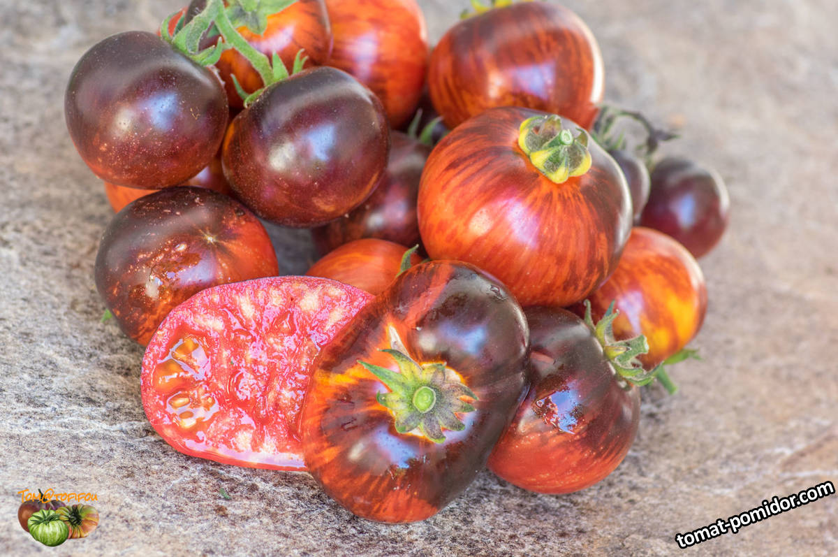 antho-striped-dwarf-01 septembre 2018-2.jpg