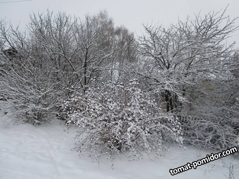 зимняя сказка
