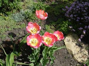 Тюльпаны попугайные (2).jpg