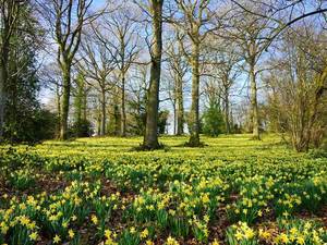 1498532261_bes-places-daffodils--uk-ss-260262527(1).thumb.jpg.efcd435ed604d462389bf083170c6206.jpg