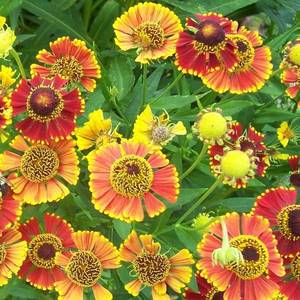 helenium6 (1).jpg