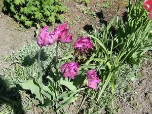 Тюльпаны попугайные 2018 (3).jpg