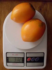 Large orange oval tomato on vine