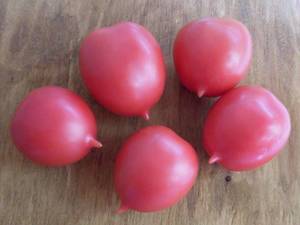 Pink De Barao Royal tomatoes on the bush