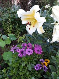 2018-07-30 17-06-38.JPG