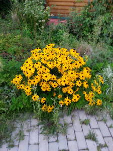 20140819_203303.thumb.jpg.1060464322bbe96a72aa3d676ef98752.jpg