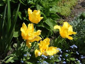 Тюльпаны попугайные желтые 2017г.jpg