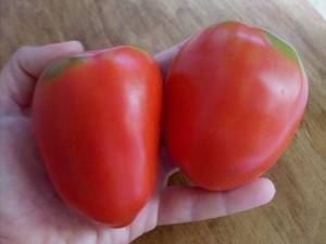 Kazakh Plum tomato on scale, photo by irysska (2)