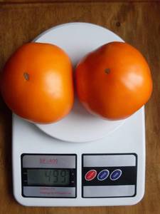 Beautiful orange tomato flesh