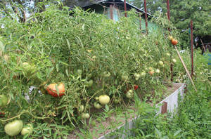 томаты 11 июля дом.jpg
