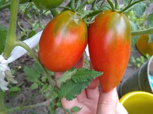 De Barao Royal Red tomatoes forming