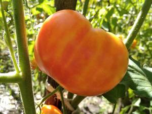 Peppermint sliced tomato