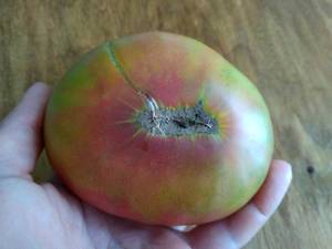Sliced green and red tomato