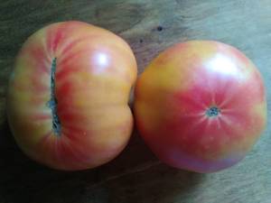 Harvest of yellow and red Stan Ley tomatoes