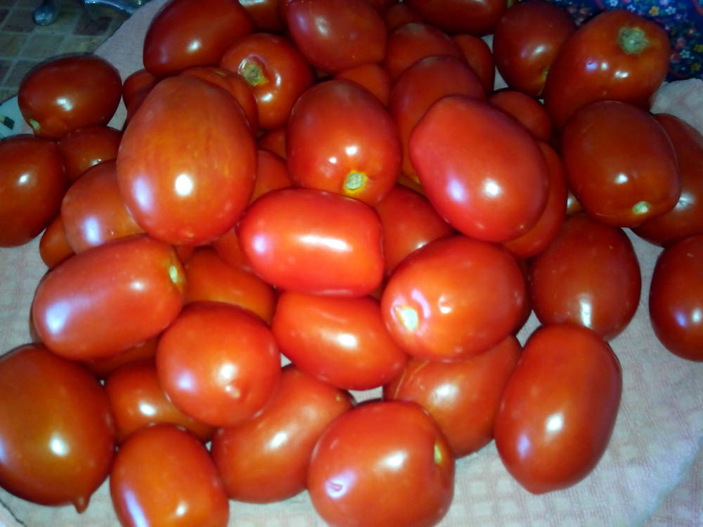 Рио Гранде (Rio Grande) - Р — сорта томатов - tomat-pomidor.com - отзывы на  форуме | каталог